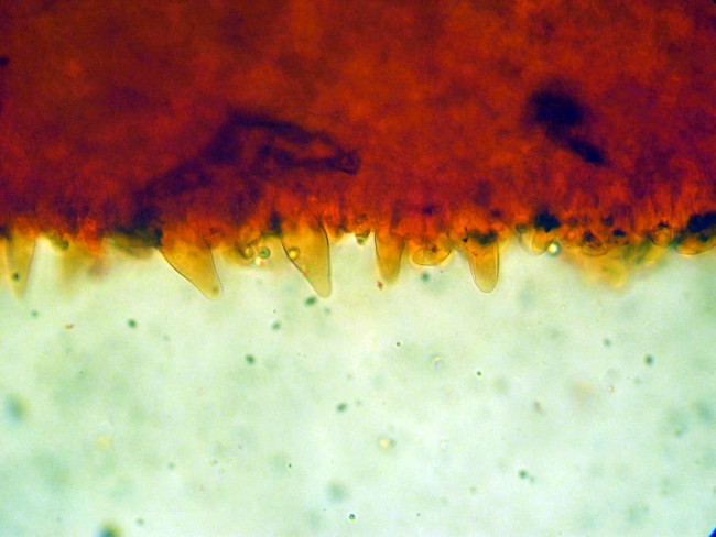Pluteus secc. Hispidoderma (cfr. P. semibulbosus)